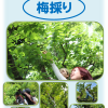 梅採り！