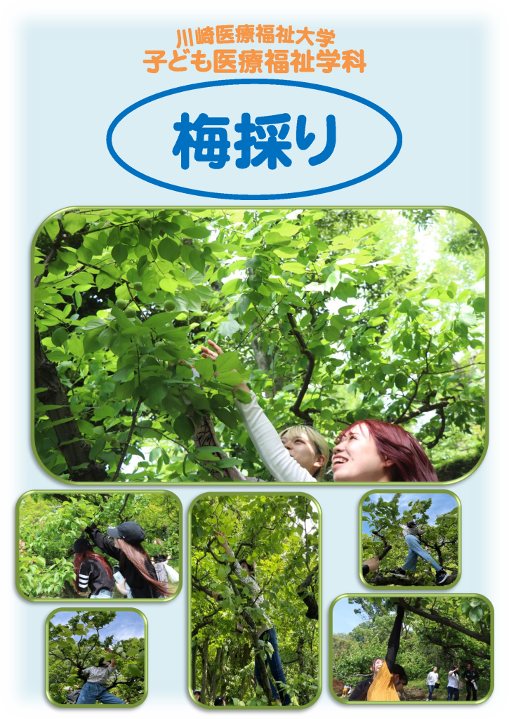 梅採り！