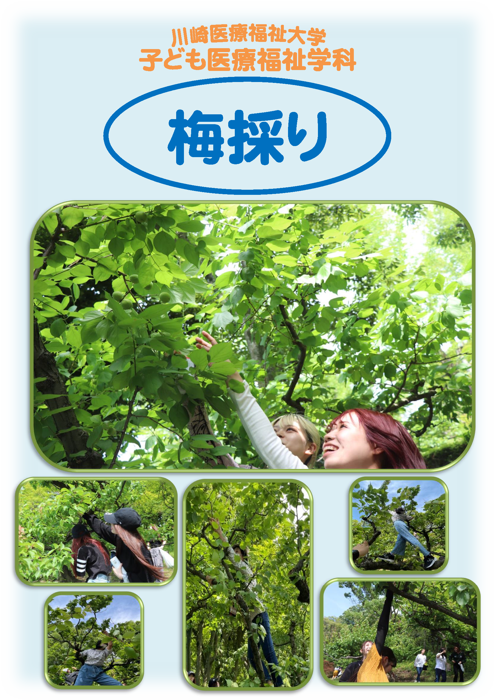 梅採り！